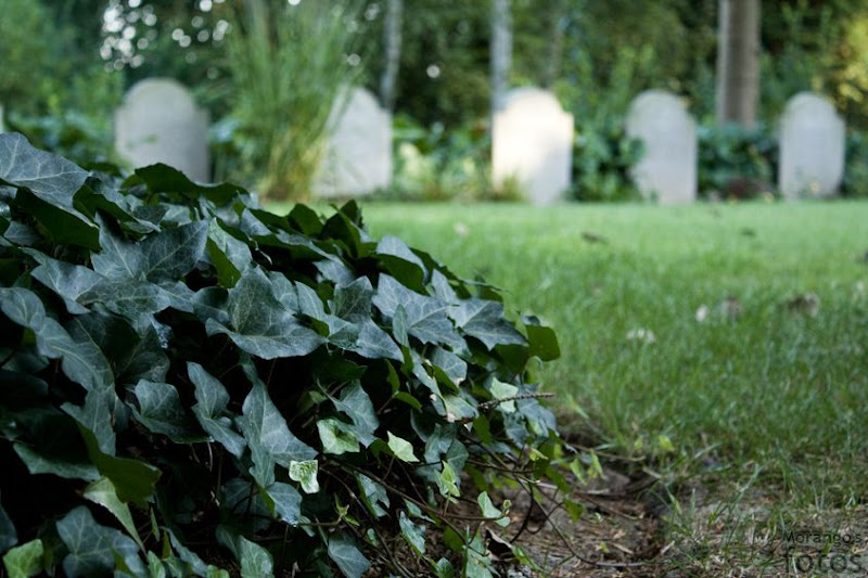 Lierre - Cimetière militaire - Saint-Symphorien - Hainaut - Belgique - Anne-Sarine Limpens 2008