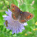 Scotch Argus