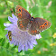 Scotch Argus