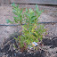Blueberry 'Sunshine Blue'