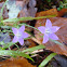Spreading bellflower