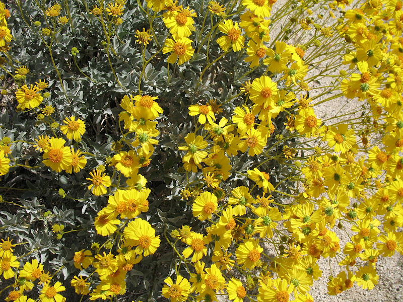 Desert Sunflowers in Anza Borrego (CloseUp)
