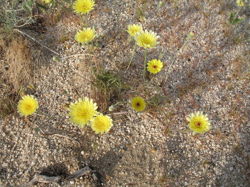 Desert Dandelions on Egg Mountain Anza Borrego