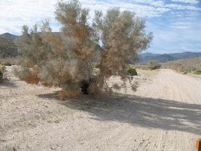 Smoke Tree on the Carrizo Creek/Gorge trail