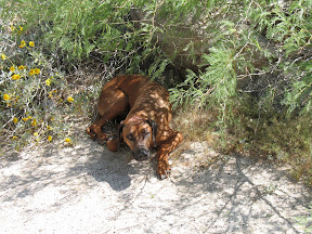 Diesel finds some refuge from the Desert sun.