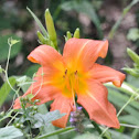 Daylily