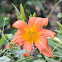 Daylily