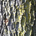 Hackberry