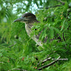 Black Crowned Night Heron (Juvenile)