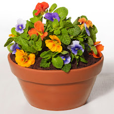 Flowerpot Cake