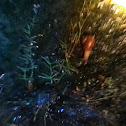 Snail