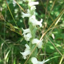 Ladies' Tresses