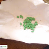 Marrow seeds.