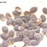 Luffa seeds. Luffa seeds.