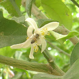 A bee on a citrus flower.