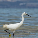 Little Egret