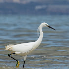 Little Egret
