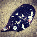 Mussel shell and barnacle