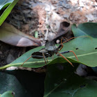 Percevejo de crista