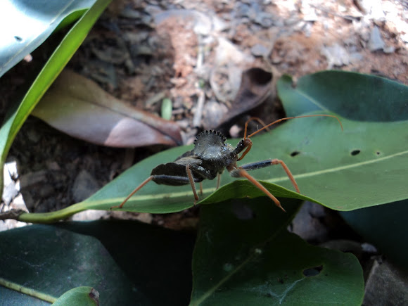 Spotting Image 1