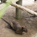 Fossa
