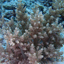 Soft fire coral