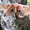 Polyphemus Moth
