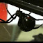 Black Widow