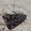 Autographa Moth