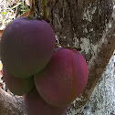 Mango fruit