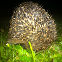 Hedgehog