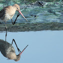 Bar-Tailed Godwit