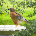 Red-shouldered Hawk