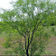 Mesquite Tree