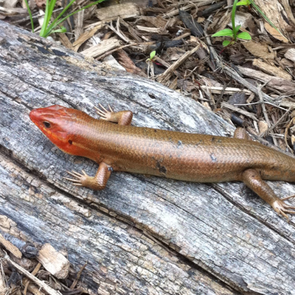 Broadhead Skink Project Noah