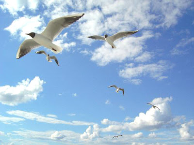 I can fly I can fly
