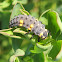 Seven-Spotted Ladybug Larvae