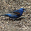 Blue Grosbeak
