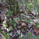 Horsetail Reed