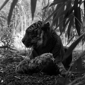 by JenWil   - Animals Other Mammals