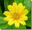 chrysanthemum_yellow