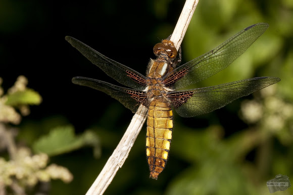 Spotting Image 1