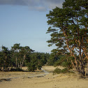 Scots Pine