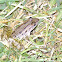 Southern Leopard Frog