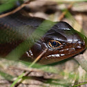 Land Mullet
