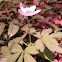 Bloodroot