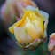 Engelmann's Prickly Pear Cactus
