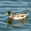 Mallard (Male)