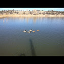 Mallard duck