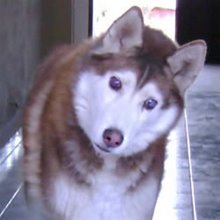 siberian husky ciego barti en adopción